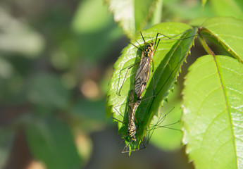 on the leaves of the rose sits two dragonfly mating background