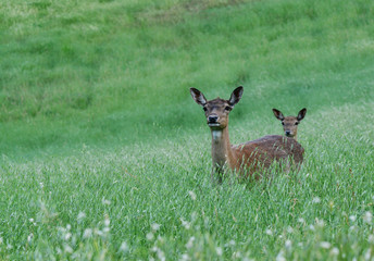 dama dama - mother deer with her little one in a pasture meadow. Bologna, Appennino, Italy