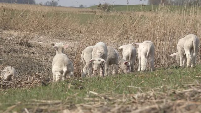 herd of lambs on pasture 