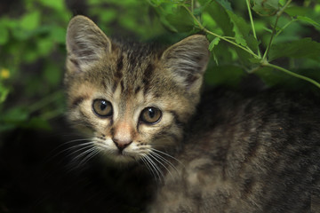 portrait of grey kitten