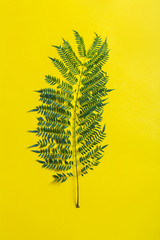 Jakaranda branch on a yellow background. Creative image, vertical orientation - obrazy, fototapety, plakaty