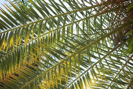 Attalea Speciosa Palm Tree