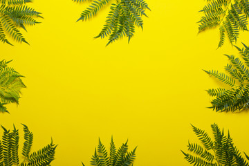 Jakaranda branch on a yellow background. Creative image - obrazy, fototapety, plakaty