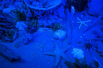 under the water, squba diving, blue sea