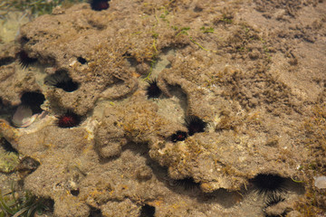 Sea Urchins 
