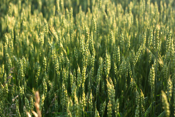 Spikelets of wheat. Cereals. Landscape and Agriculture. - 213066492