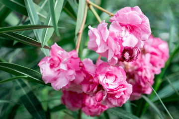 Flower Nerium oleander