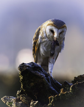 El buho y la presa