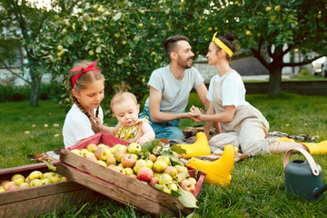 The happy young family during picking apples in a garden outdoors