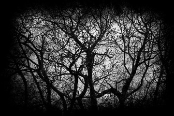 halloween background with twisted tree branches