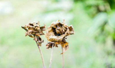 Dry rose in the garden