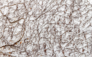 leafless Virginia creeper background