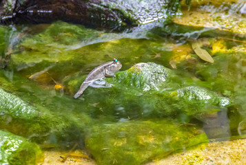 mudskipper