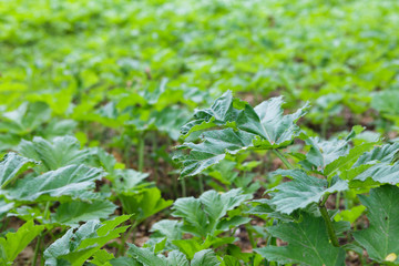 Field of young green giant hoghweed. This dangerous invasive plants can cause serious skin burns,...