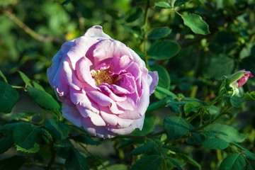 Beautiful natural Pink Rose flower in the garden