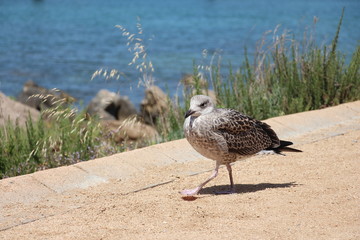 Oiseau qui marche sur le trottoir au bord de mer