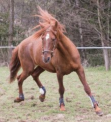 portrait of horses living in belgium