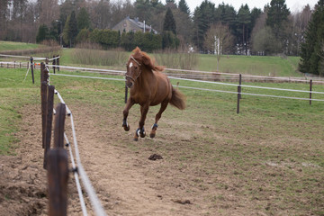 portrait of horses living in belgium