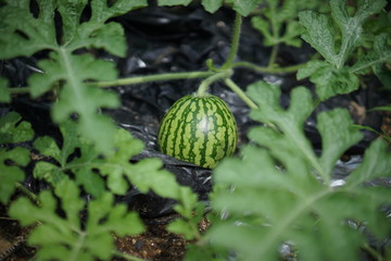 畑でとれた野菜たちと農産物
