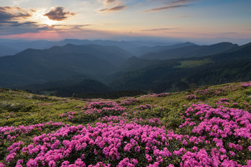 From the lawn covered with marvelous pink rhododendrons the picturesque view is opened to high mountains, valley, pink sky in sunny day. The sunset illuminates the horizon.