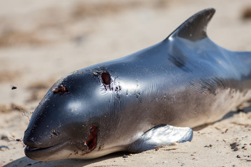 Dead porpoise carcass. Marine animal killed by plastic pollution poisoning.