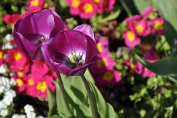 purple tulips in an English garden with colourful background
