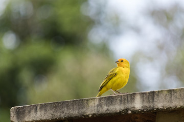 Yellow bird