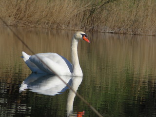 Schwan 