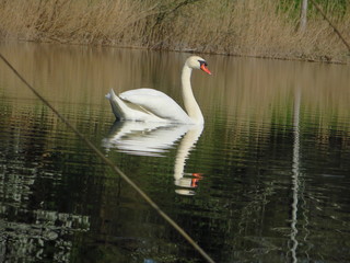 Schwan 