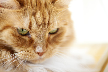 Evil Cat sitting by the Window