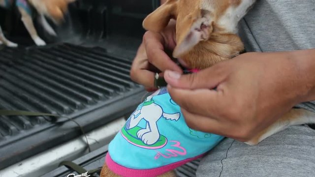 unlock dog collar