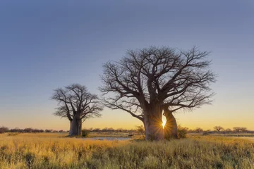 Schilderijen op glas Sun starburst at sunrise in baobab tree © hannesthirion