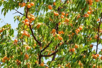 Fresh ripe apricots on tree