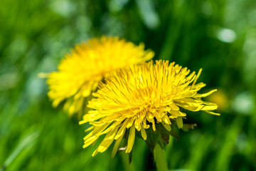 Dandelion