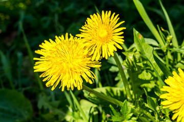 Dandelion