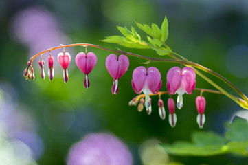 Dicentra spectabilis pink bleeding hearts on the branch, flowering plant in springtime garden, romantic scene