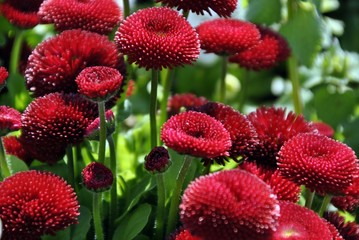 beautiful red aster flower
