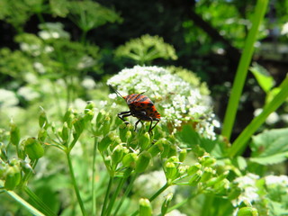 Roter Käfer