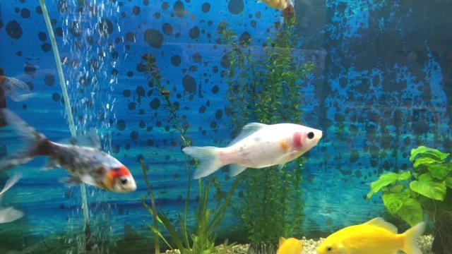 Goldfische im Aquarium, Becken