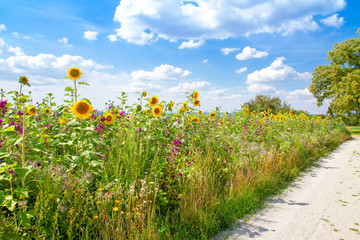 Feld mit bunten Blumen in der Nähe von Oberbohingen, Nürtingen