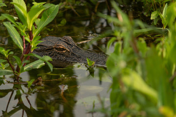 @old.man.with.a.camera #orlandowetlands #christmasfl, #nature #wildlife, #florida #floridastateparks #floridatrails