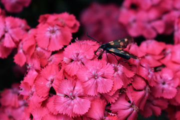 Butterfly on flower