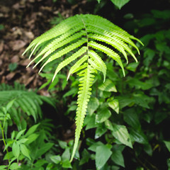 Fern Leaf