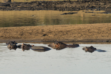 Hippo on Kruger NP, South Africa