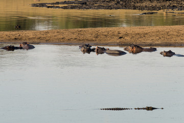 Obraz premium Hippo on Kruger NP, South Africa