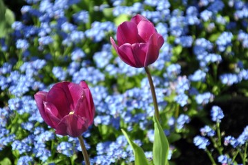 purple tulips in an English garden with colourful background