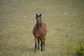 Horse in a field at Ekerö, stockholm