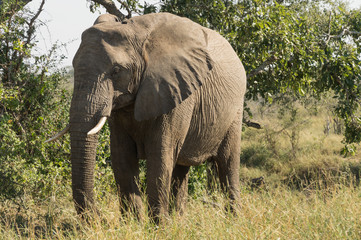Fototapeta na wymiar Elephants on Kruger NP, South Africa