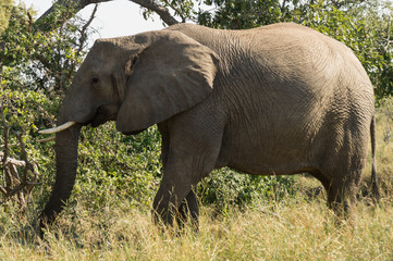 Obraz premium Elephant on Kruger NP, South Africa