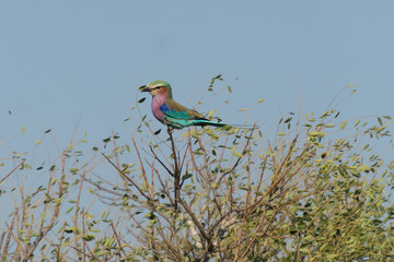 Kruger NP, South Africa